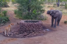 Media - Voi thét lớn, dùng "độc chiêu" tấn công, sư tử khiếp sợ tháo chạy