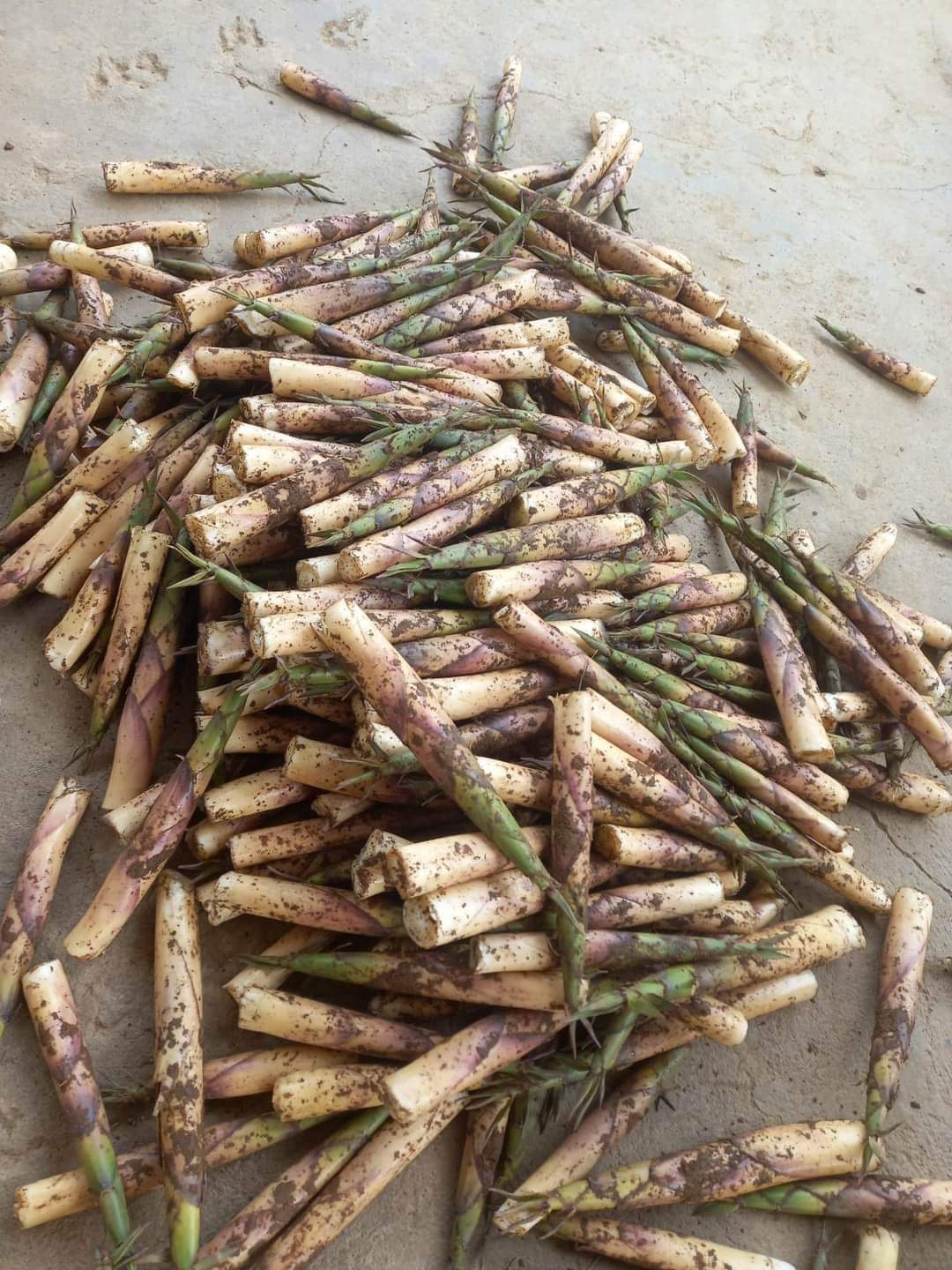 Măng sặt đang được rao bán ở Hà Nội với giá dao động từ 80.000 - 100.000 đồng/kg đã bóc vỏ.