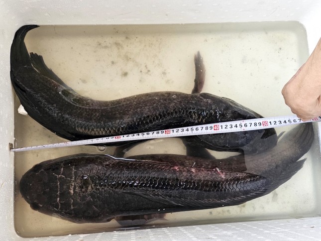 Người dân miền Tây bắt được cặp cá lóc ‘khủng’ gần 14kg khi tát ao - 1