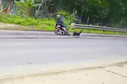 Clip: Chó bất ngờ lao ra đường ”hạ gục' người đàn ông đi xe máy