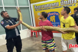 Thế giới - Thái Lan: Dùng mẹo, bắt rắn hổ mang chúa màu vàng khổng lồ