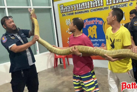 Thái Lan: Dùng mẹo, bắt rắn hổ mang chúa màu vàng khổng lồ