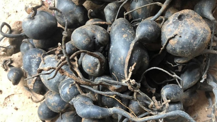 Ở Việt Nam, giá của 1kg nấm ô linh loại tốt sẽ dao động trong khoảng từ 12 đến 20 triệu đồng.
