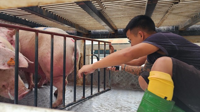 Giá thức ăn chăn nuôi tăng phi mã trong khi giá lợn hơi duy trì ở mức thấp khiến không ít hộ chăn nuôi vỡ nợ Ảnh: Dương Hưng