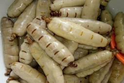 Thị trường - Tiêu dùng - Nhìn đã thấy sợ nhưng được ví như "thần dược phòng the", 2 thứ đặc sản này đem bán là "hốt bạc"