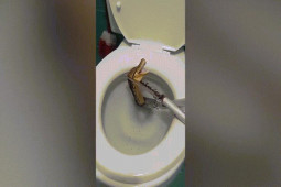 Phi thường - kỳ quặc - Video: Con vật màu vàng bất ngờ xuất hiện trong bồn cầu khiến cô gái hoảng hồn