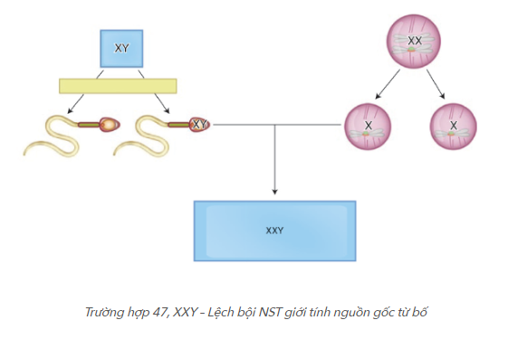 Nghiên cứu mới về kỹ thuật FISH trong phân tích Lệch bội nhiễm sắc thể tinh trùng của GENTIS và Đại học Y Hà Nội - 1