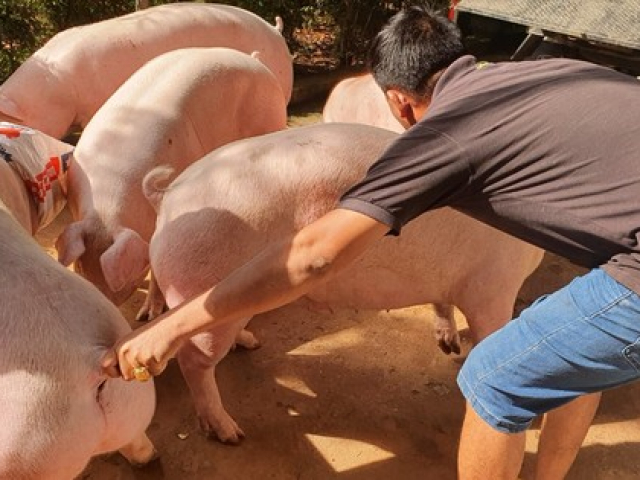 Thị trường - Tiêu dùng - Bão giá ‘thổi bay’ công sức lao động, nông dân chật vật với ruộng đồng