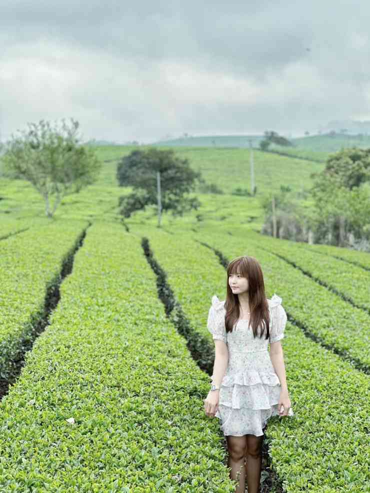 Đồi chè rộng lớn.