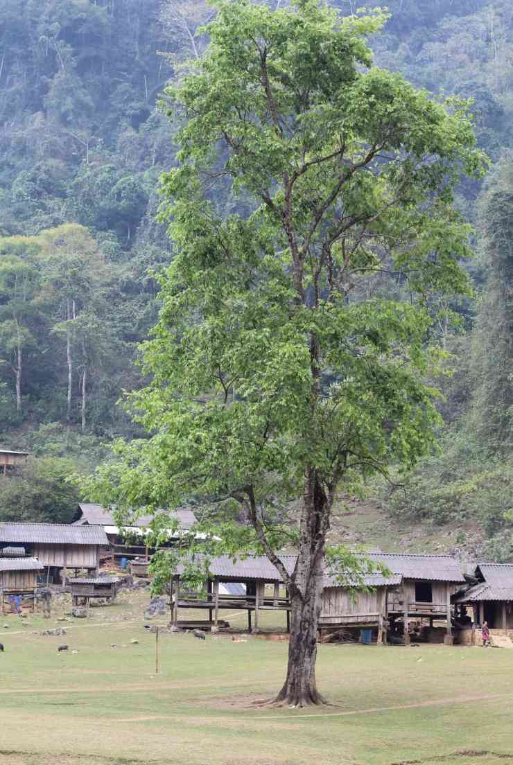 Bình yên ở Hang Táu.