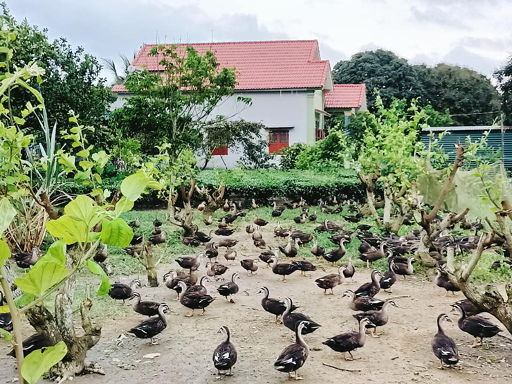 Biết đến mô hình thuần hóa vịt trời, anh Đào Duy Khương (1986), trú tại thôn 2, xã Quảng Chính, huyện Hải Hà, tỉnh Quảng Ninh, cũng đi bắt chục con vịt trời về thuần hóa.
