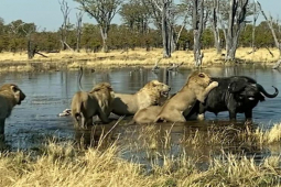 Media - "Kéo" 5 con sư tử xuống nước, trâu rừng trả thù kinh hoàng