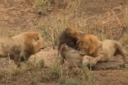 Media - Những trận chiến giành "vương quyền" khốc liệt của sư tử