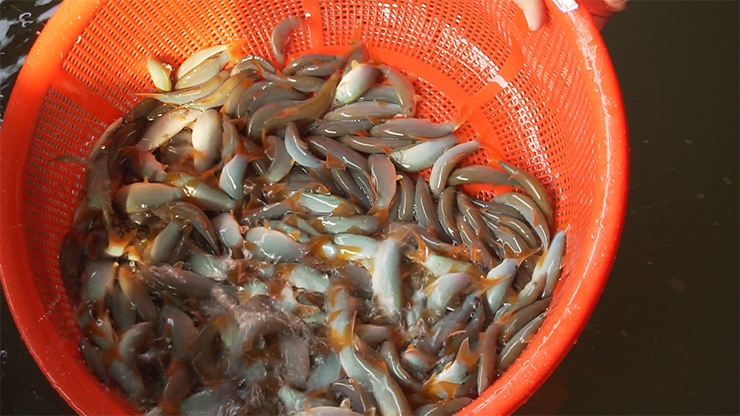 Còn giờ đây, cá heo đã thành đặc sản đắt đỏ, giá lên tới 800.000 đồng/kg

