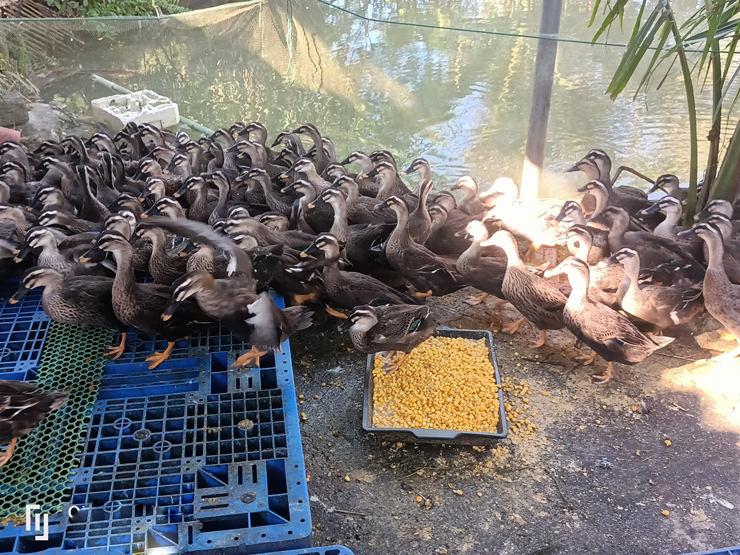 Nhưng đầu ra ban đầu gặp nhiều khó khăn vì anh là người đầu tiên nuôi vịt trời ở Quảng Ninh và thời điểm đó rất ít người biết đến loại vịt này.
