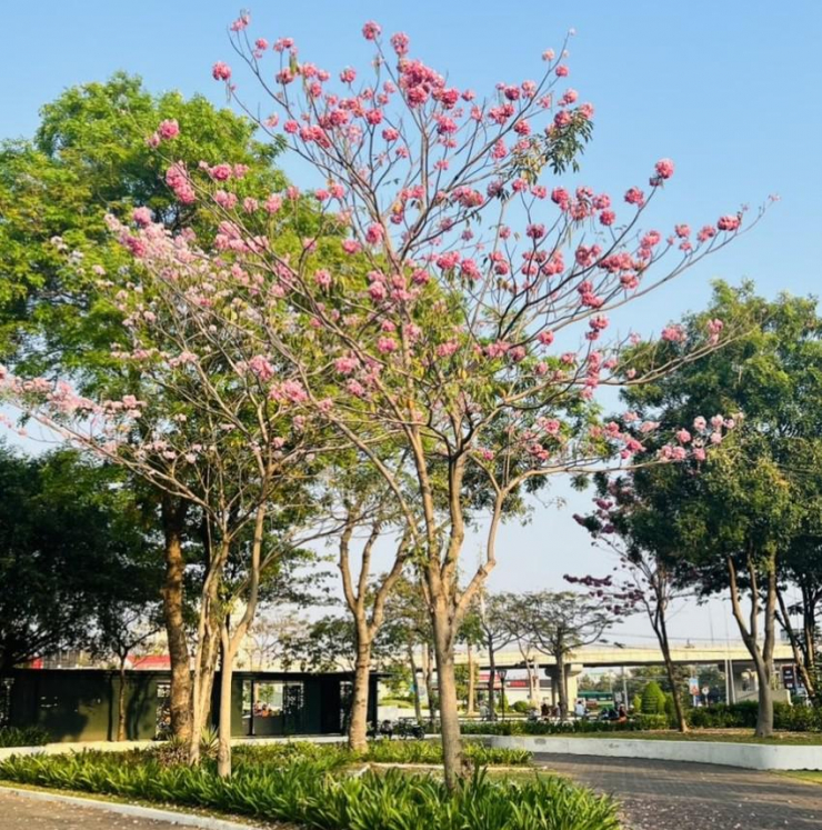 Ngắm hoa kèn hồng rực rỡ, đẹp như 'phố Nhật' ở Đồng Nai - 3