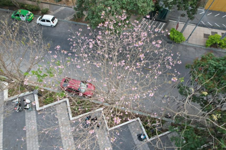 Ngắm hoa kèn hồng rực rỡ, đẹp như 'phố Nhật' ở Đồng Nai - 6