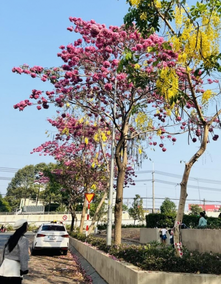 Ngắm hoa kèn hồng rực rỡ, đẹp như 'phố Nhật' ở Đồng Nai - 5