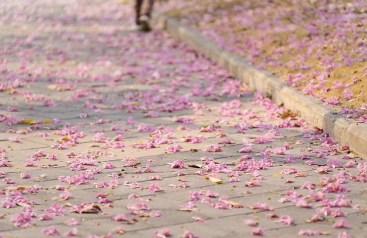Ngắm hoa kèn hồng rực rỡ, đẹp như 'phố Nhật' ở Đồng Nai - 7