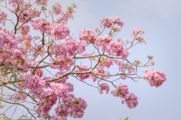 Tin tức trong ngày - Ngắm hoa kèn hồng rực rỡ, đẹp như 'phố Nhật' ở Đồng Nai