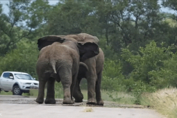 Media - 2 con voi khổng lồ đại chiến "nảy lửa"