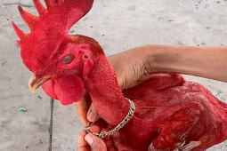 Con gà lạ lùng ở Cần Thơ, khách trả 50 triệu đồng, chủ quyết không bán