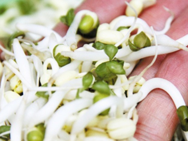 Ẩm thực - Giá đỗ cực tốt để loại bỏ cholesterol xấu và tránh mỡ máu tăng cao, nhưng khi ăn nhất định phải tránh điều này!