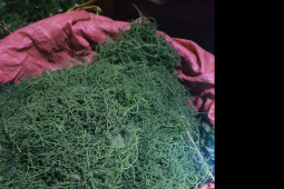 Thị trường - Tiêu dùng - Kỳ lạ hoa rừng giá đến 300.000 đồng/kg, có bao nhiêu cũng không đủ bán