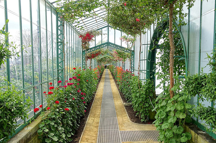 Ngoài nhiều loại thực vật quý hiếm và những loài hoa kỳ lạ, bên trong nhà kính còn có một trong những bộ sưu tập hoa trà lớn nhất.
