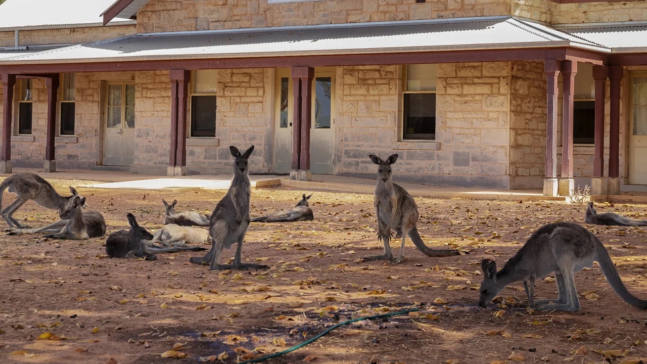 Hàng triệu con chuột túi ở Úc bị giết mỗi năm (ảnh: CNN)