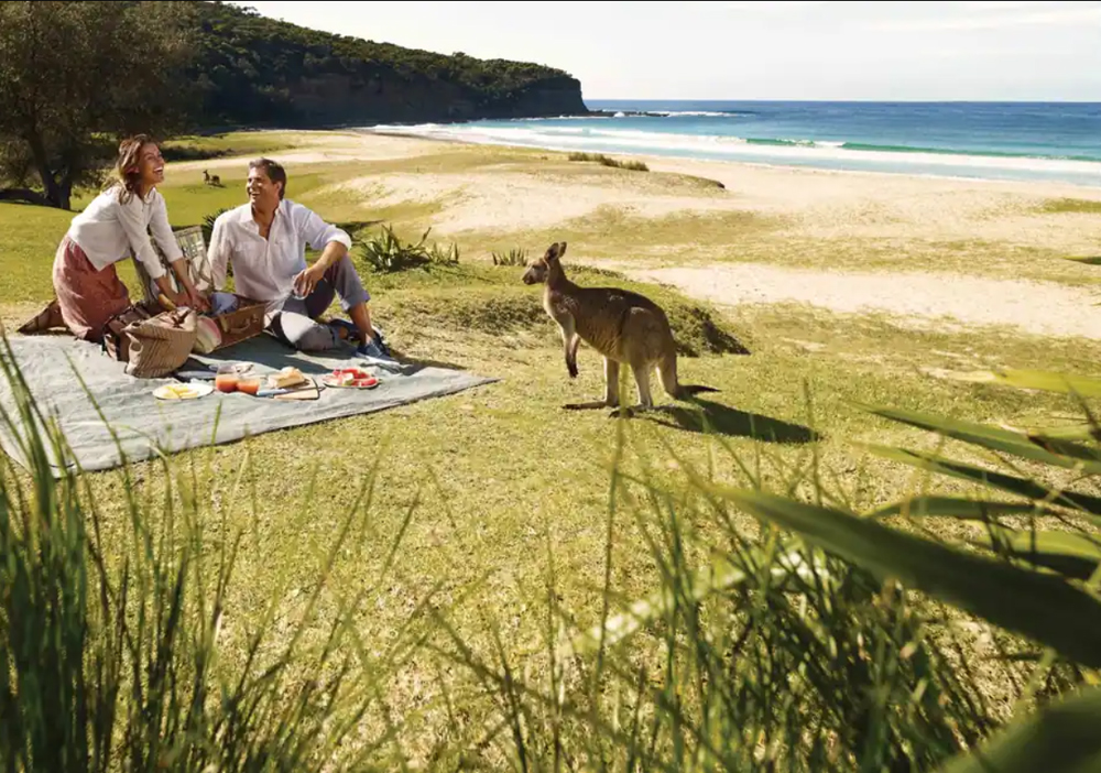 Cắm trại tại các công viên quốc gia và thưởng thức bữa sáng cùng những chú chuột túi thân thiện. Ảnh: Nishant Kashikar