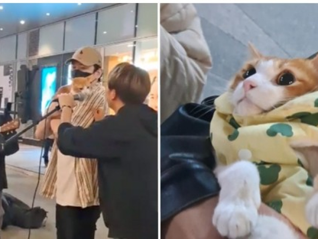 Bạn trẻ - Cuộc sống - Chú mèo biểu diễn cùng chủ trên đường phố, khán giả vừa ngưỡng mộ vừa buồn cười