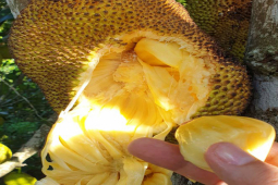 Thị trường - Tiêu dùng - Hai loại quả quê từng bị "thất sủng", để rụng đầy gốc, giờ dân thành phố đua nhau mua