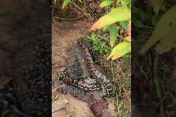 Media - Siết chặt, tấn công thằn lằn, trăn "khủng" gặp cái kết đau đớn