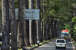 Tin tức trong ngày - "Báu vật" trăm tuổi ở Sài Gòn khiến người đi đường không sợ nắng