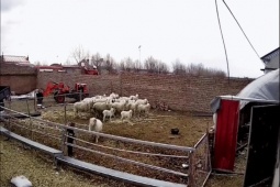 Phi thường - kỳ quặc - Video: Rùng mình cảnh cừu “nổi điên” liên tục tấn công bé trai 4 tuổi