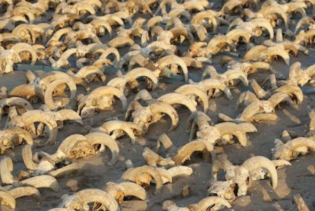 Ai Cập: Phát hiện 2.000 đầu cừu được ướp xác khiến giới khoa học kinh ngạc