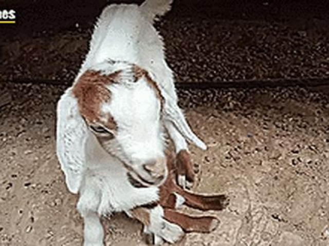 Media - Dê nhện 8 chân chào đời ở Philippines