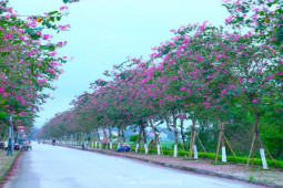 Xao xuyến con đường hoa ban tím nở rộ trên quê Bác