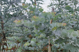 Thị trường - Tiêu dùng - Loài cây nghe tên đã thấy "mùi tiền", 8x trồng thu hàng chục triệu/tháng