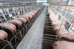 Kinh doanh - Đại gia huy động 600 tỷ đồng đầu tư nuôi heo trong bối cảnh thị trường tiêu thụ lao dốc mạnh