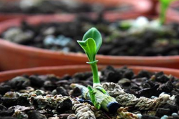 Thị trường - Tiêu dùng - Loại cây từng bị "thổi" tới tiền tỷ "sốt" ở Việt Nam, giờ rẻ như rau ngoài chợ