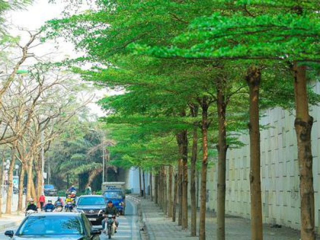 Tin tức trong ngày - Cây xanh bị nâng khống giá được trồng ở đâu tại Hà Nội?