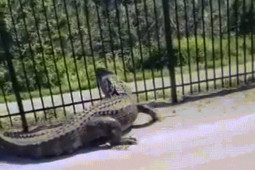 Video: Kinh ngạc cảnh cá sấu ”vạch” hàng rào kim loại để đi qua
