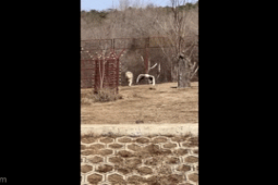 Media - Bị sư tử truy sát, chim "khủng" hốt khoảng bay thoát thân và cái kết