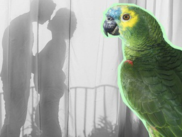 Bạn trẻ - Cuộc sống - Chồng hoảng hốt vì vẹt cưng liên tục lặp đi lặp lại những lời ân ái đầy nóng bỏng của mình với người giúp việc