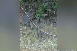 Thế giới - Gia đình cầy mangut tấn công trăn khủng để giải cứu đồng loại