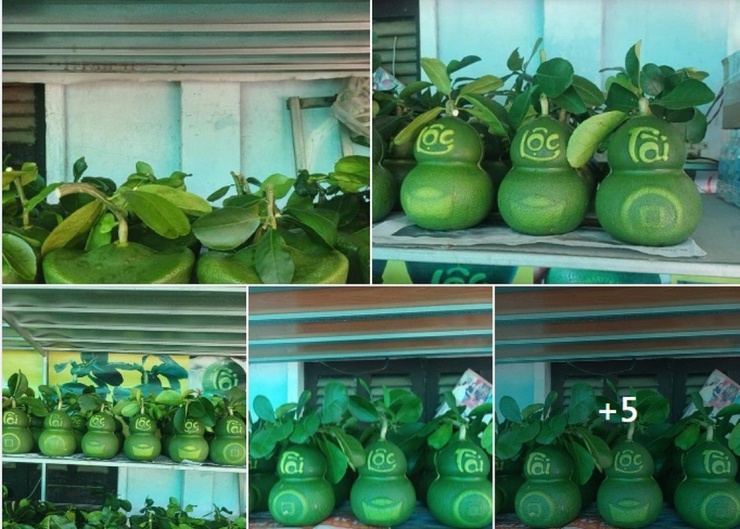 Dù còn hơn một tháng nữa mới đến Tết Nguyên đán Giáp Thìn 2024 nhưng trên thị trường đã xuất hiện nhiều người rao bán bưởi tạo hình tài - lộc đẹp mắt. Ảnh chụp màn hình