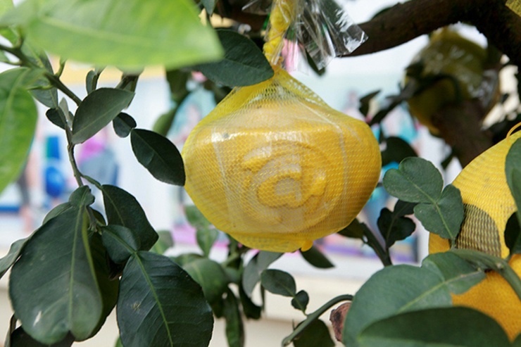 Bưởi Diễn miền Bắc có màu vàng đặc trưng nên tạo hình thỏi vàng nhìn bắt mắt. Ảnh: Vietnamnet