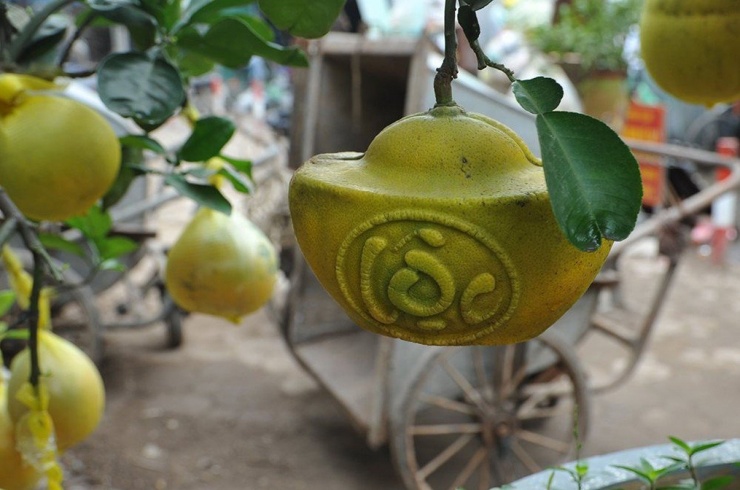 Bưởi tạo hình thỏi vàng và khắc chữ tài lộc có thể mua về trưng trên ban thờ, hoặc dùng để biếu tặng người thân với ý nghĩa may mắn và tài lộc trong năm mới. Ảnh: Baotainguyenmoitruong.